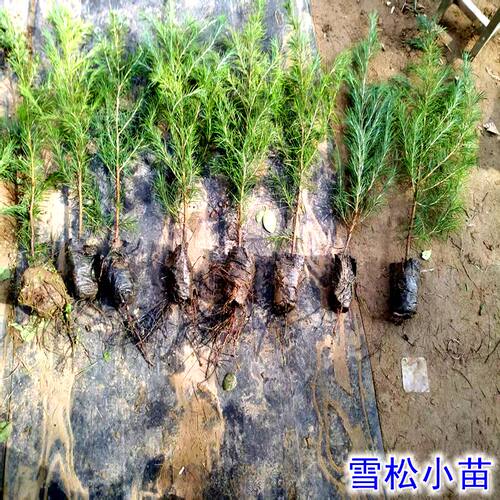 雪松树苗四季常青绿化耐寒圣诞树名贵宝塔松松树庭院别墅观赏苗木 - 图3