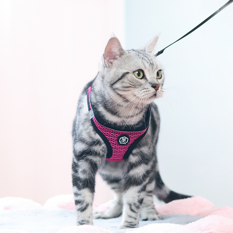 猫牵引绳防挣脱小狗背带防逃猫咪胸背遛猫绳背心式小猫衣服带猫绳
