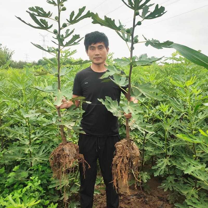 新品种波姬红无花果树苗特大紫果无花果苗盆栽地栽南北方种植结果 - 图2