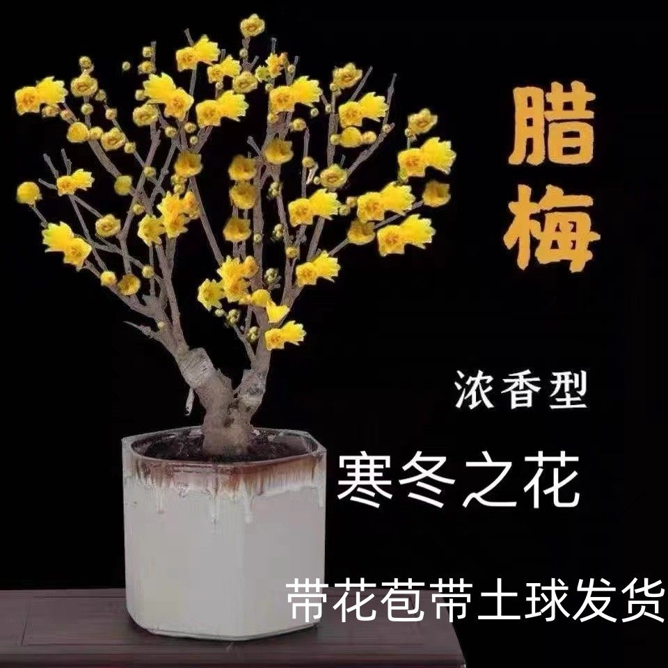 腊梅花树苗盆栽素心腊梅老桩盆景腊梅黄色耐寒浓香型花卉庭院阳台,淘宝优惠券,粉丝福利购,淘宝优惠卷