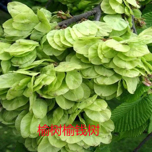 白榆树的花语,白榆树的花语和寓意,白榆树的特点(第14页)_大山谷图库