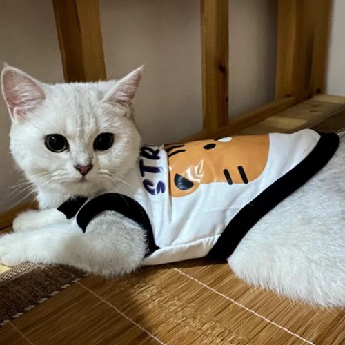 猫咪衣服薄款春夏季宠物可爱背心狗狗马甲无袖蓝猫银渐层美短德文-图3