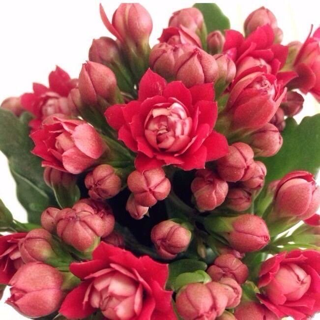 长寿花盆栽重瓣花苗带花苞大花绿植物室内四季开花金狐狸长寿花卉