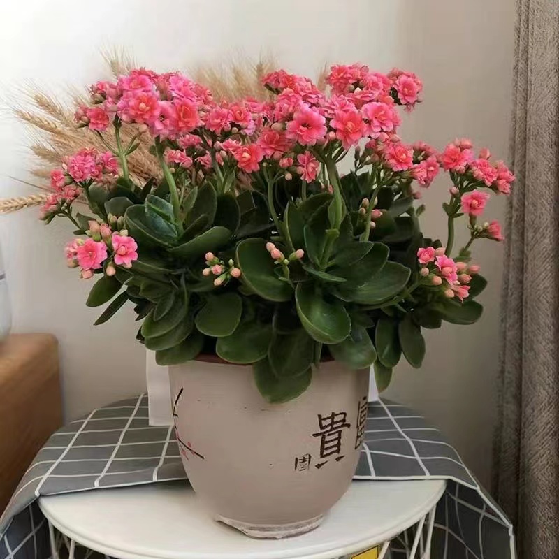 长寿花盆栽重瓣花苗带花苞大花绿植物室内四季开花金狐狸长寿花卉