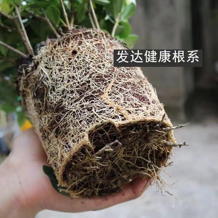 大栀子花盆栽四季带花苞好养水培植物浓香型花卉室内栀子花树苗-图1