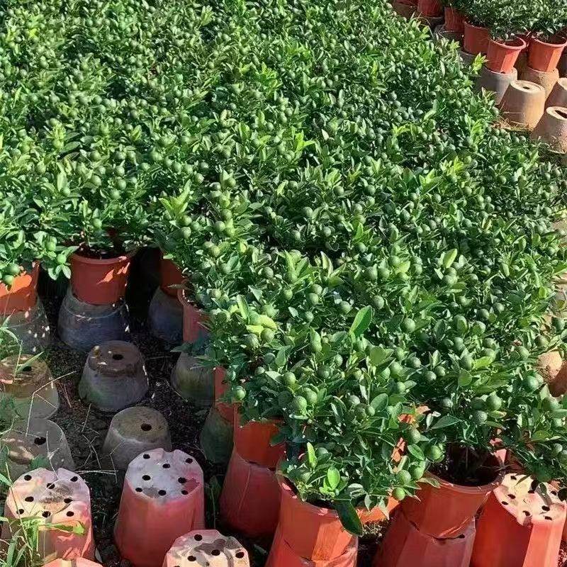 金桔树盆栽带果四季橘子桔子可食用植物客厅室内大型绿植年宵花,淘宝优惠券,粉丝福利购,淘宝优惠卷
