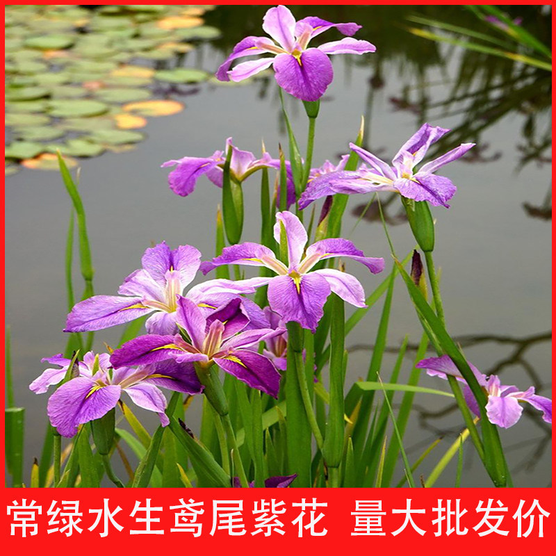 黄菖蒲黄花红花紫花鸢尾水生植物生态环保美人蕉湿地栽工程绿化苗 惟鑫 淘优券