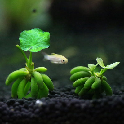 青青自然进口香蕉草结蕉草鱼虾缸观赏前景水草水中叶超可爱懒人草 虎窝淘