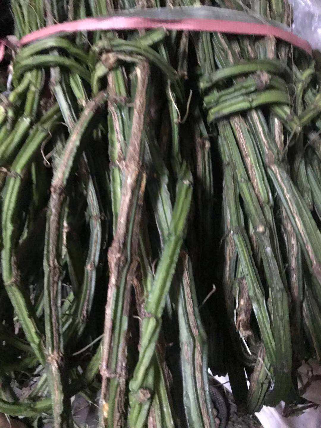 新鲜现采 六方藤 松筋藤 新鲜500G,淘宝优惠券,粉丝福利购,淘宝优惠卷