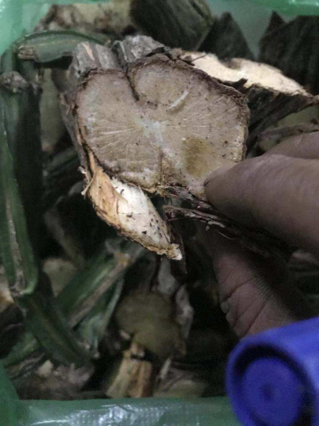 新鲜现采 六方藤 松筋藤 新鲜500G,淘宝优惠券,粉丝福利购,淘宝优惠卷