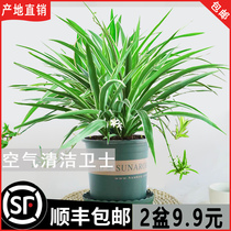 Phnom Penh Chandelia Potted Floral Plant Indoor Balcony Purified Air To Formaldehyde Small Green Plant Hydropituitary Hanging Living Room