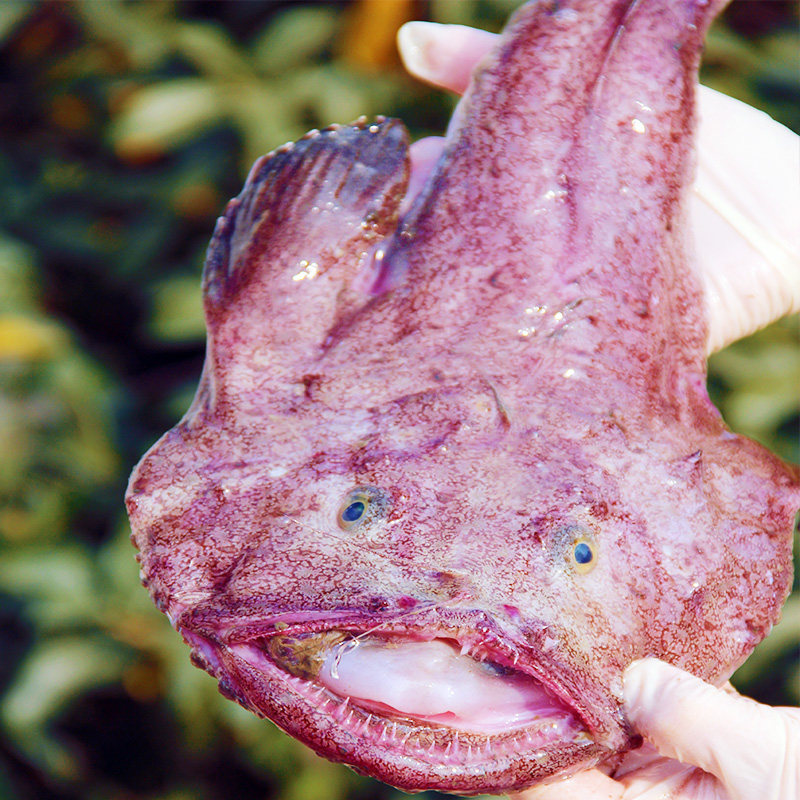 大安康鱼5斤新鲜海捕特鲜活海鲜水产冷冻海鱼灯笼鱼蛤蟆鱼,淘宝优惠券,粉丝福利购,淘宝优惠卷