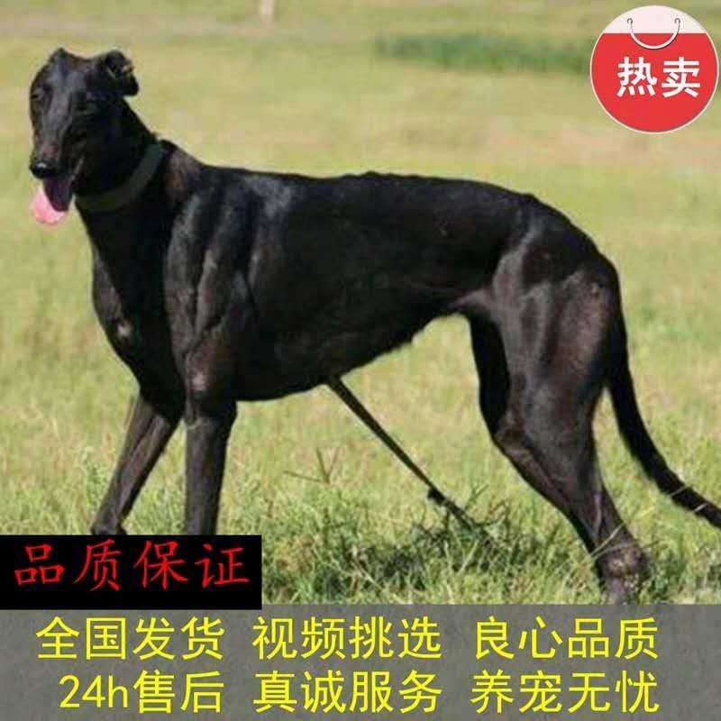 猎兔犬活体幼犬纯种格力犬惠比特犬格惠犬滑条犬细犬细狗幼犬活体 - 图0