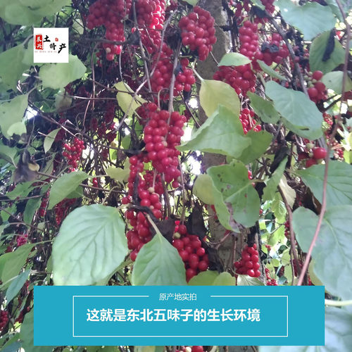 五味子东北特产吉林通化干货250克新货晒干五味子长白山特产包邮 - 图2