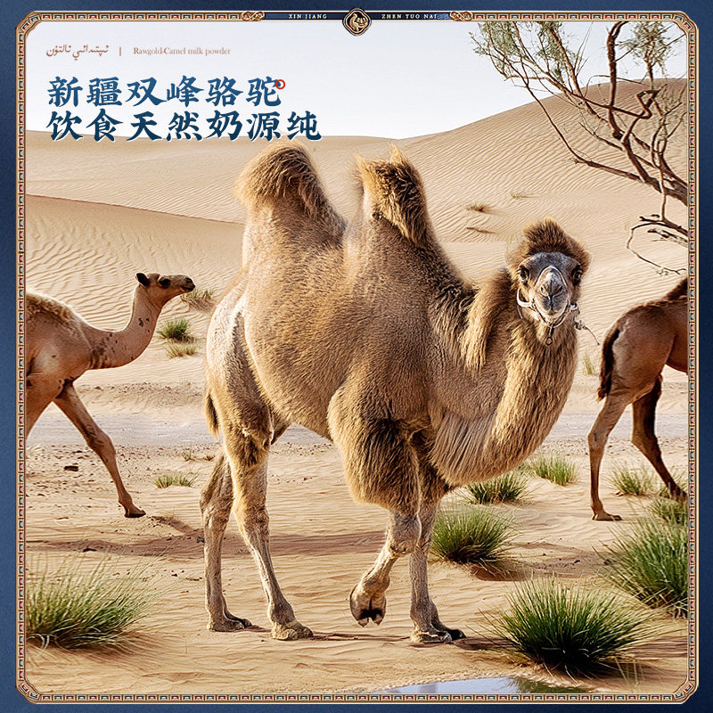 原始黄金纯驼正宗新鲜全脂骆驼奶粉 原始黄金驼奶及驼奶粉
