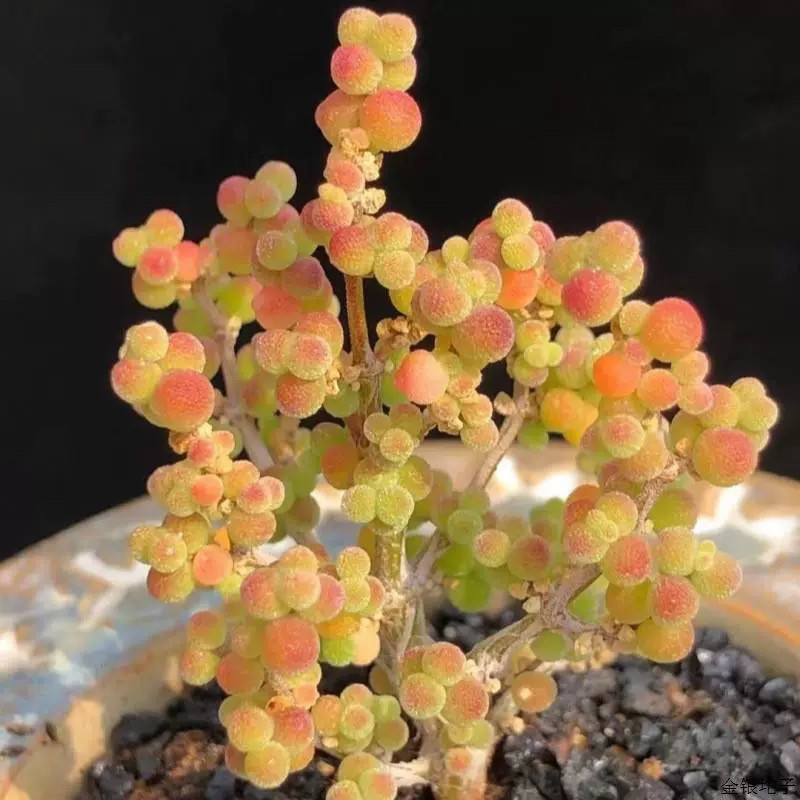 糖球金橘枝干番杏糖果多肉植物米粒钻石冰晶新手好养造型小老桩,淘宝优惠券,粉丝福利购,淘宝优惠卷