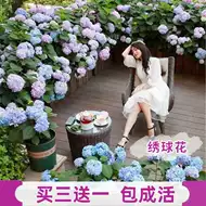 绣球花盆栽植物 新人首单立减十元 21年8月 淘宝海外