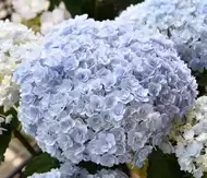 手鞠绣球 新人首单立减十元 21年7月 淘宝海外