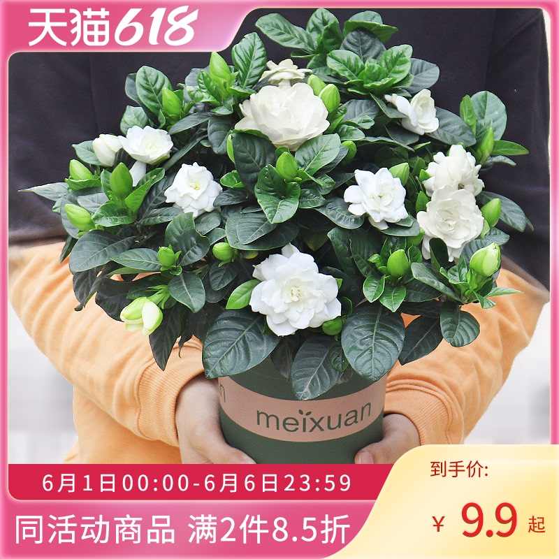 芍药植物 新人首单立减十元 21年8月 淘宝海外