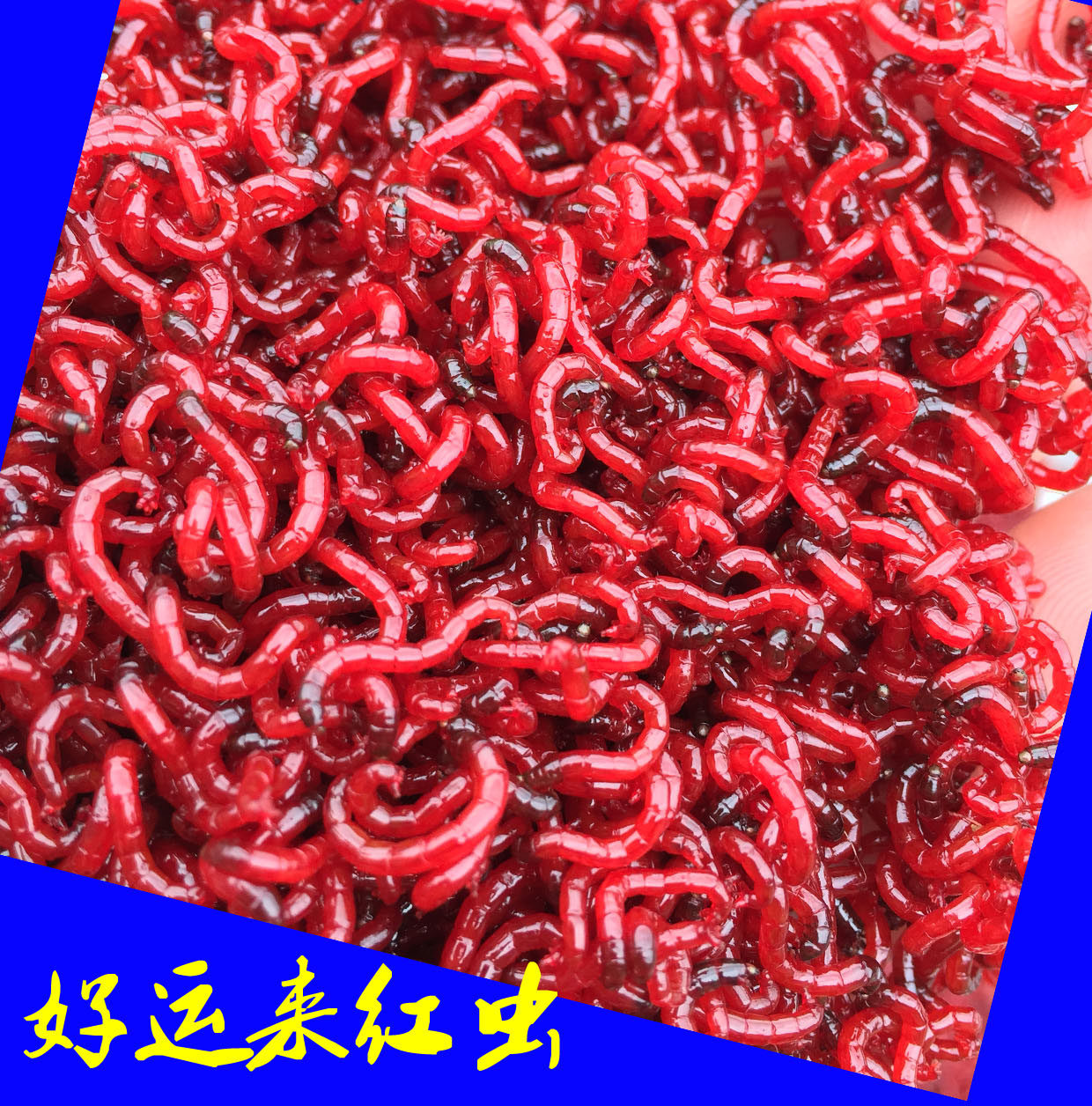天津红虫鲜活特大黑头公红虫钓鱼拉饵喂鱼鲫鱼饵垂钓母虫活体活饵_虎窝淘