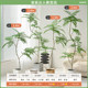 Love pomelo jacaranda simulation indoor living room decoration