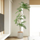 Love pomelo jacaranda simulation indoor living room decoration