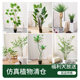 Love Pomelo Simulated Green Plants Clearance Green Plants