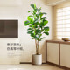 Great value! High-end simulated green plant Qin Ye Rong is recommended