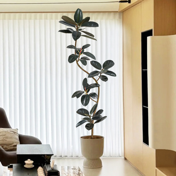 Love pomelo simulation green plant black diamond rubber tree