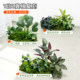 Simulated green plant landscaping combination indoor window corner bionic moss micro landscape fake plant bionic decorative ornaments