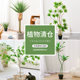 Love Pomelo Simulated Green Plants Clearance Green Plants