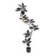 Love pomelo simulation green plant black diamond rubber tree