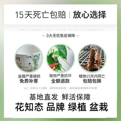 Фортуна деревья горшечные растения.