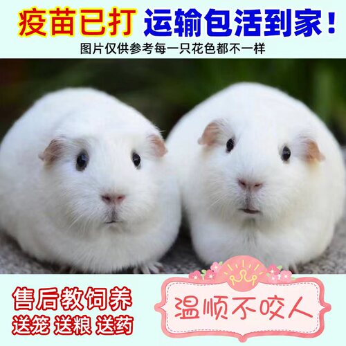 宠物荷兰猪活物荷兰鼠豚鼠竹鼠彩豚白豚自家繁殖学生宿舍可以饲养