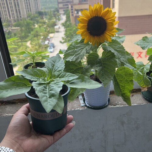进口向日葵种孑矮生迷你室内外阳台四季开花种子观赏盆栽花卉种籽 - 图0