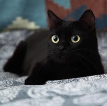 Chinese Fields Garden Cat Black Cat Black Cat Black Coal Ball Cat Cubs Pure Black Cat Fields Garden Cat Bombay Cat Living Pet Kitty