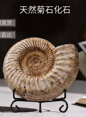 天然桌面海星贝壳化石科普