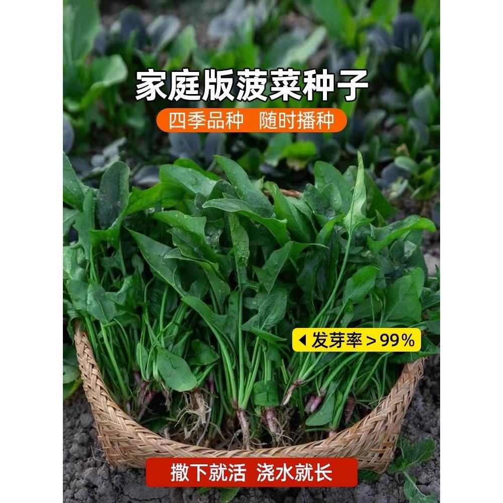 耐热菠菜籽种子大叶菠菜夏季高产四季播种盆栽种植蔬菜苗种孑大全 - 图0