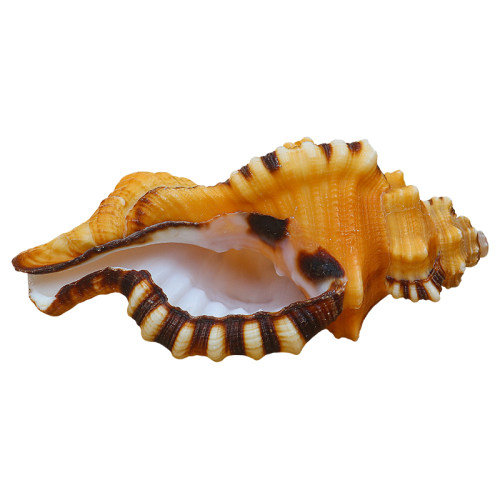 热卖天然海螺贝壳象鼻螺虎头螺标本螺收藏水族鱼缸家居装饰珊瑚 - 图0