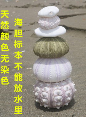 diy北欧地台空气凤梨贝壳海螺
