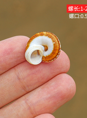 螺贝艺猫眼蜗牛螺寄居蟹替换壳