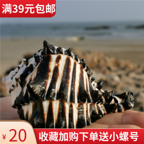 【螺贝艺】天然大海螺壳贝壳黑斑天然骨螺黑骨螺鱼缸造景创意礼品 - 图0