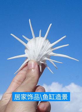 天然海螺贝壳海菊蛤装饰鱼缸造景