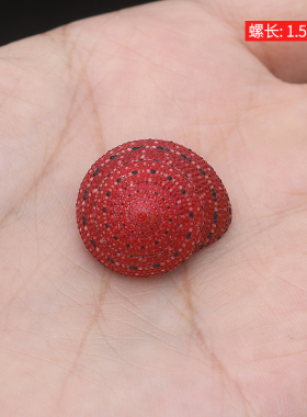 螺贝艺草莓钟螺稀有收藏标本