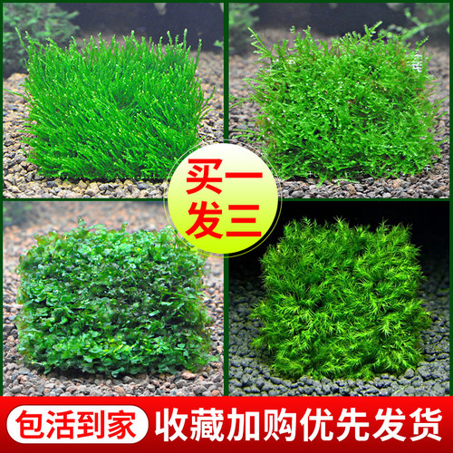 鱼缸垂泪莫斯片水草活体植物慕斯散装莫丝沉木火焰松茸大三角造景 - 图0