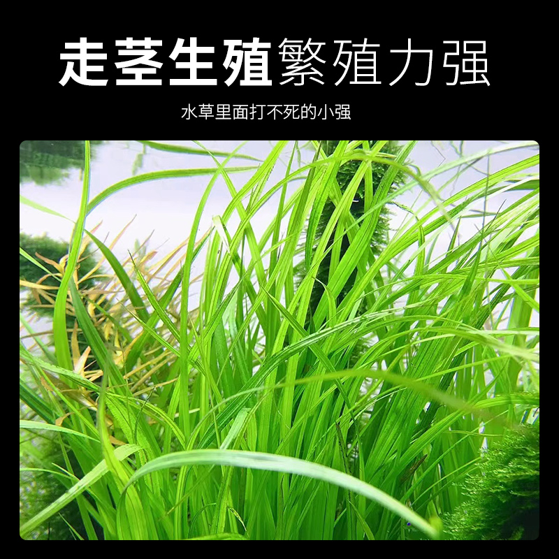 水兰水草大小水兰扭兰龙舌兰细叶阴性新手前后景鱼缸造景水韭菜 - 图1