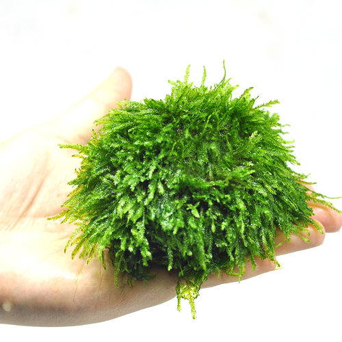 鱼缸垂泪莫斯片水草活体植物慕斯散装莫丝沉木火焰松茸大三角造景 - 图3