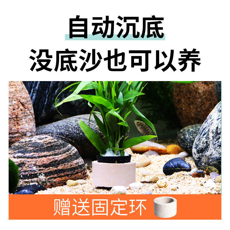 水草植物鱼缸造景套餐阴性活体真水榕沉木无土增氧绿菊红波蜈蚣草 - 图2