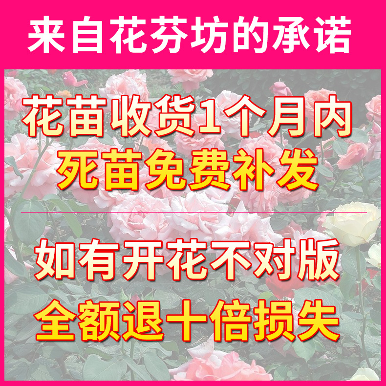 大红色玫瑰月季花苗盆栽老桩卡罗拉阳台庭院特大花浓香四季开花卉 - 图0