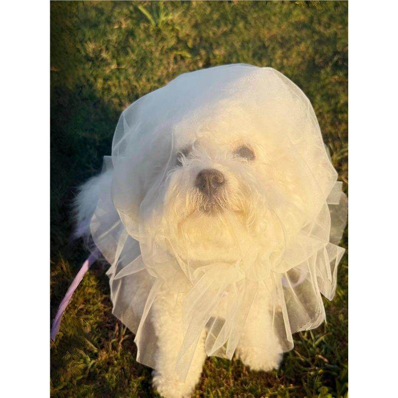 狗狗防误食嘴套防舔神器宠物大中小型犬外出防乱吃便携通风网套,淘宝优惠券,粉丝福利购,淘宝优惠卷